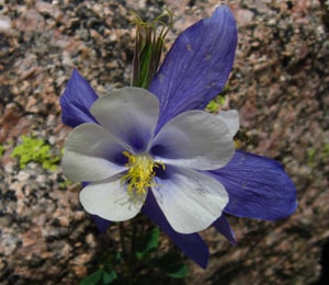 columbine